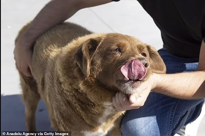 【宠物】吉尼斯认证的世界最长寿狗狗去世，享年31岁零5个月，喜欢和猫玩（组图） - 4