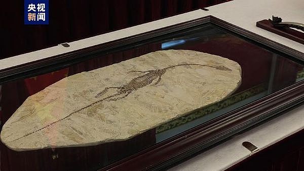 澳大利亚国美馆首次归还中国文物！侏罗纪晚期“潜龙化石”在列（组图） - 1