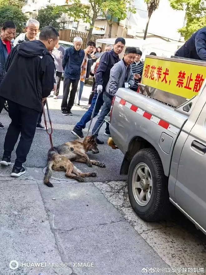 中国已成杀狗地狱，各地频传虐杀宠物犬惨事（组图） - 1