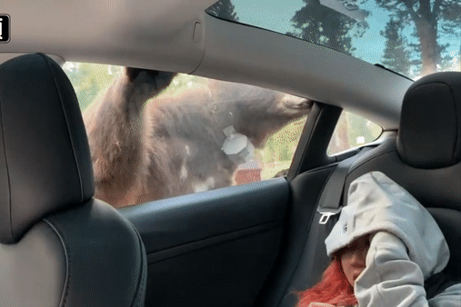 出游加州被熊包围，2华女处境超惊险（视频/图） - 1