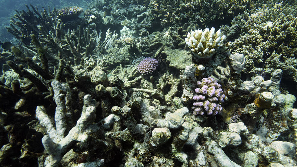 菲律宾将就在西菲律宾海域捕捞珊瑚一事起诉中国（图） - 1