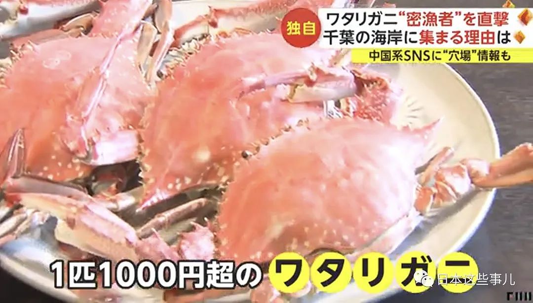 中国人组团到日本海域非法偷捞梭子蟹！被日本网友怒怼：不是抵制海鲜吗？（组图） - 6