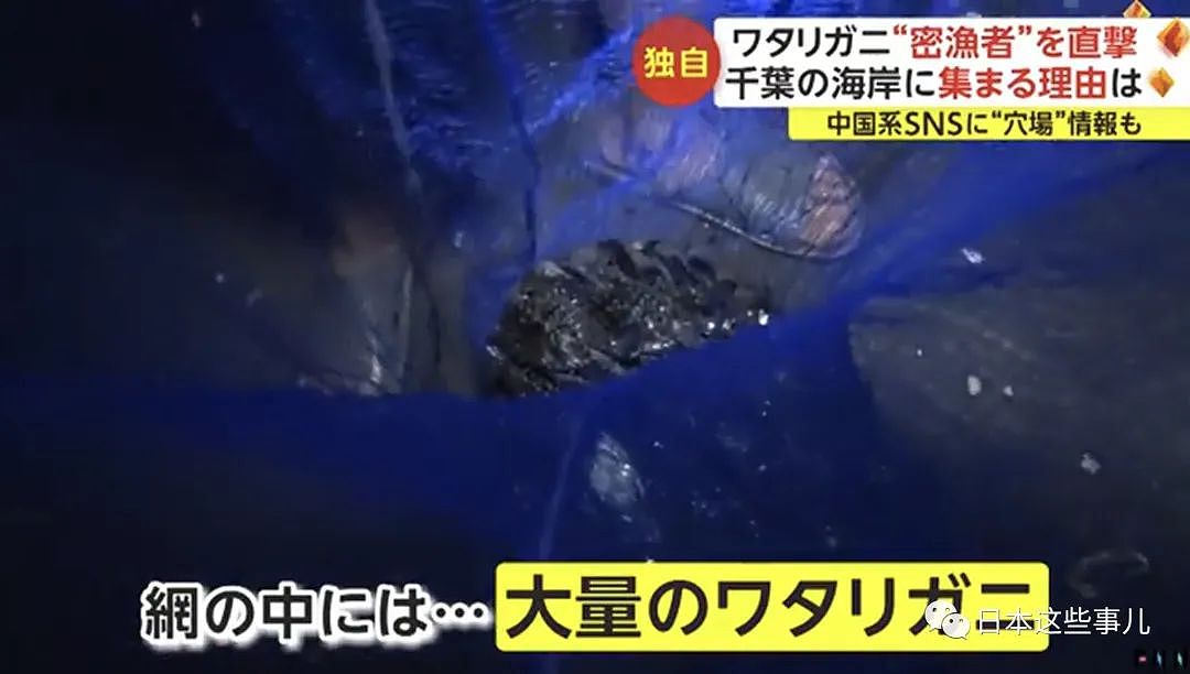 中国人组团到日本海域非法偷捞梭子蟹！被日本网友怒怼：不是抵制海鲜吗？（组图） - 9