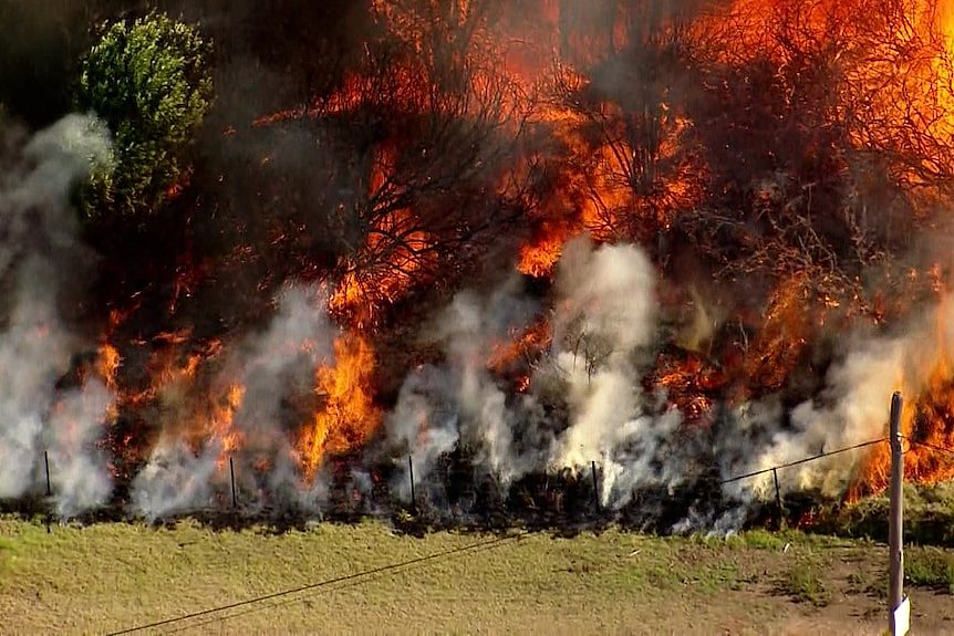 悉尼西南部野草火灾严重，七处地区实施禁火令（组图） - 1