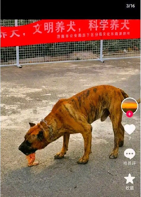 男子炫耀济南市中心养烈性犬？物业称狗主人已将狗带走！警方：处理结果会尽快发布（视频/组图） - 2