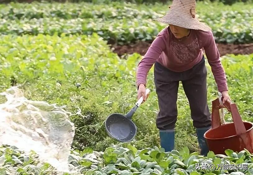 中国祖辈都在用的“粪水浇菜”，欧洲科学家却才发现，为什么（组图） - 5