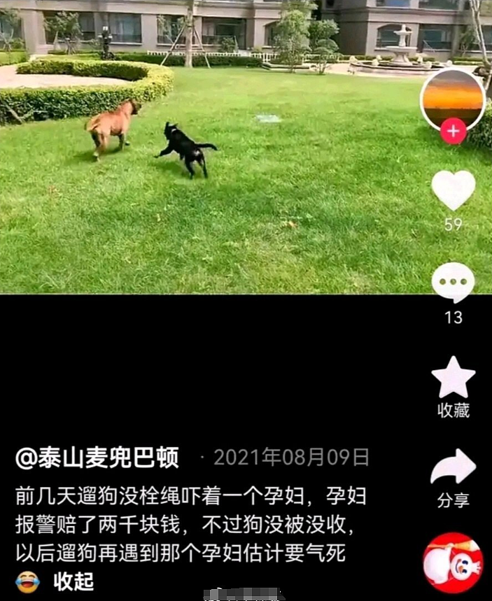 “泰山麦兜巴顿”小区内养3条烈性犬，公然挑衅警方，后续来了（组图） - 5