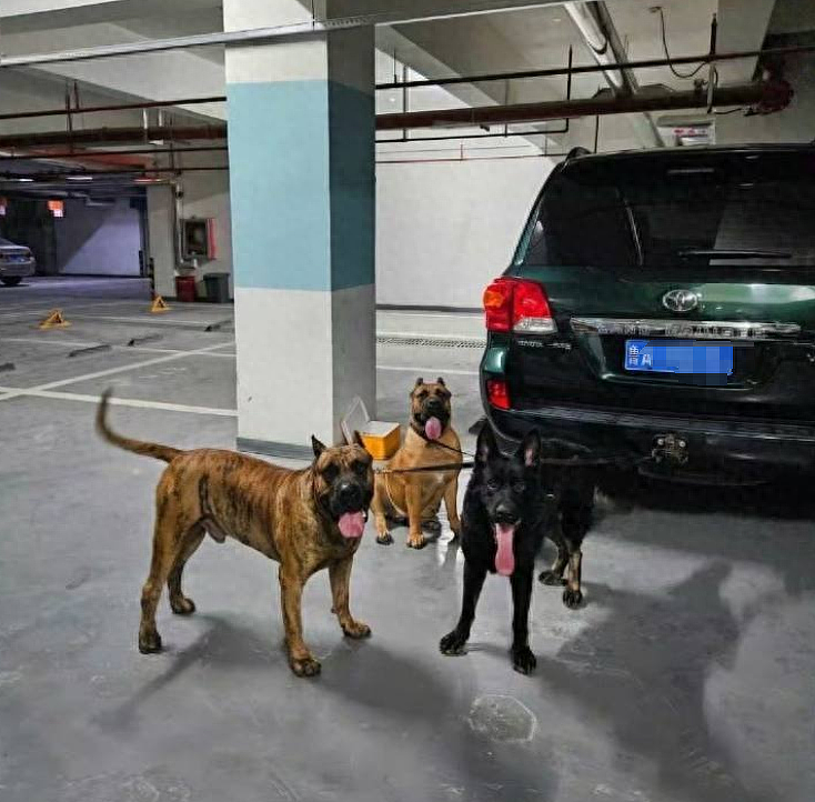 “泰山麦兜巴顿”小区内养3条烈性犬，公然挑衅警方，后续来了（组图） - 1