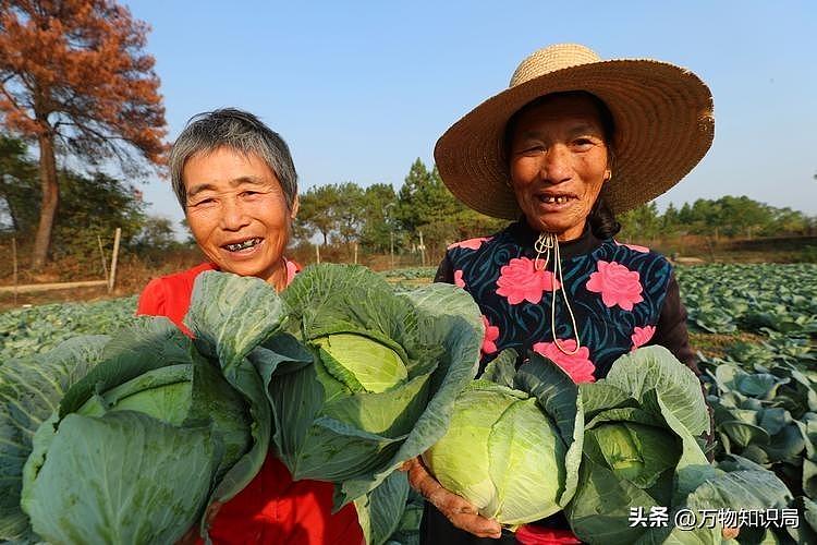 中国祖辈都在用的“粪水浇菜”，欧洲科学家却才发现，为什么（组图） - 25
