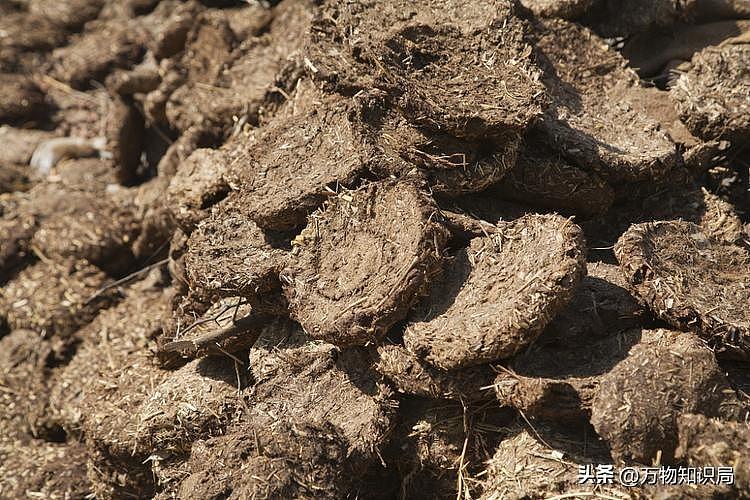 中国祖辈都在用的“粪水浇菜”，欧洲科学家却才发现，为什么（组图） - 13