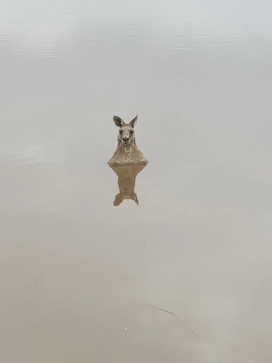 在澳洲看到袋鼠站在河里，千万不要靠近（组图） - 2