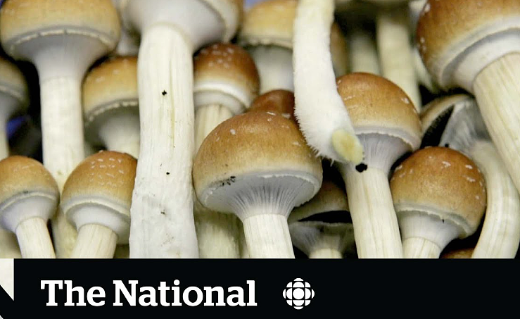 加拿大查获多家“致幻蘑菇商店”，红伞伞白杆杆，吃完一起躺板板（组图） - 11