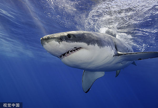 澳男冲浪遭大白鲨咬死拖走，目击者惊吐：鲨鱼把身躯含在嘴里（图） - 1