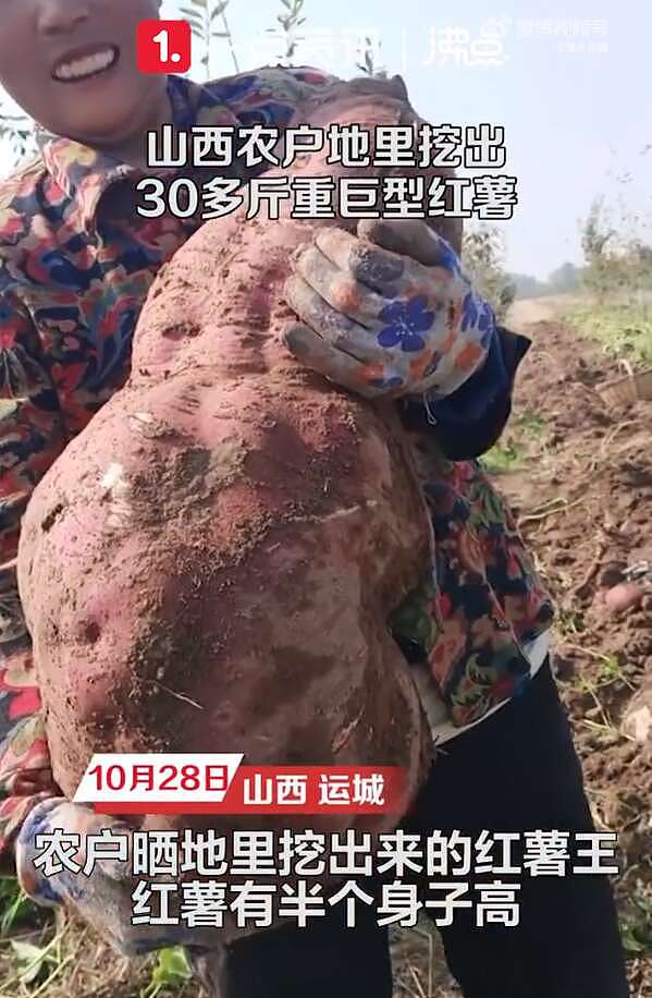 山西农户地里挖出30多斤巨型红薯： 没打过药（视频/图） - 1