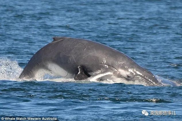 太暖！澳洲座头鲸母子迷路危在旦夕，海豚突然出现，给它们指明方向…（组图） - 14