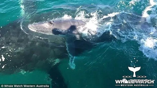 太暖！澳洲座头鲸母子迷路危在旦夕，海豚突然出现，给它们指明方向…（组图） - 15