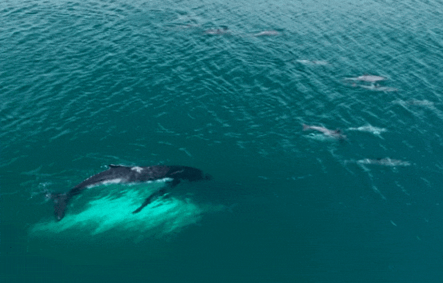 太暖！澳洲座头鲸母子迷路危在旦夕，海豚突然出现，给它们指明方向…（组图） - 5