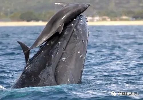 太暖！澳洲座头鲸母子迷路危在旦夕，海豚突然出现，给它们指明方向…（组图） - 8