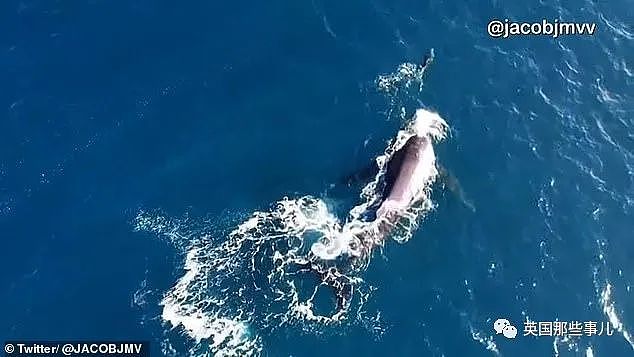 太暖！澳洲座头鲸母子迷路危在旦夕，海豚突然出现，给它们指明方向…（组图） - 12