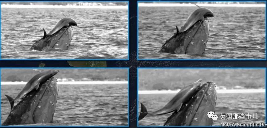 太暖！澳洲座头鲸母子迷路危在旦夕，海豚突然出现，给它们指明方向…（组图） - 9