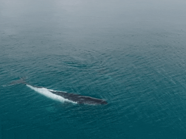 太暖！澳洲座头鲸母子迷路危在旦夕，海豚突然出现，给它们指明方向…（组图） - 3