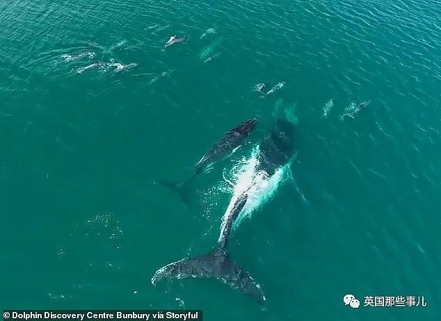 太暖！澳洲座头鲸母子迷路危在旦夕，海豚突然出现，给它们指明方向…（组图） - 4