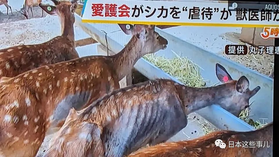 奈良出名的恶霸鹿居然被饿死了？兽医举报：被虐待了，一年至少死了50头！（组图） - 3