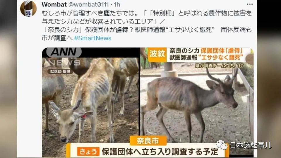 奈良出名的恶霸鹿居然被饿死了？兽医举报：被虐待了，一年至少死了50头！（组图） - 2