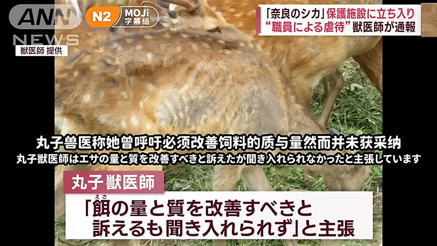 奈良出名的恶霸鹿居然被饿死了？兽医举报：被虐待了，一年至少死了50头！（组图） - 8
