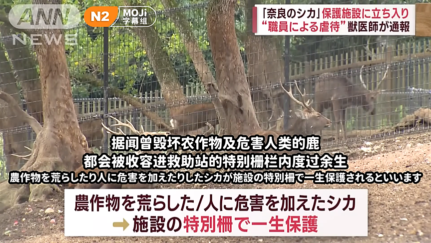 奈良出名的恶霸鹿居然被饿死了？兽医举报：被虐待了，一年至少死了50头！（组图） - 6