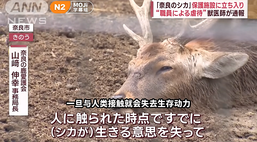 奈良出名的恶霸鹿居然被饿死了？兽医举报：被虐待了，一年至少死了50头！（组图） - 4
