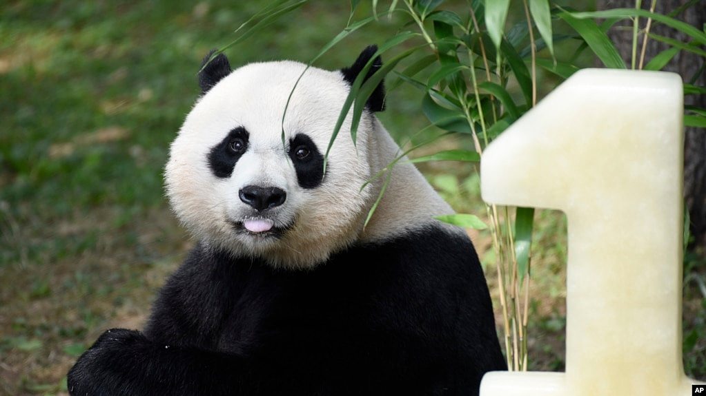 美国大熊猫陆续返华后，中国熊猫外交寿终正寝？（图） - 1