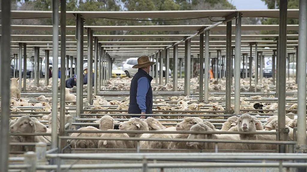 澳羊肉价格暴跌！羊群数量达历史最高，农民直接在农场屠杀（组图） - 2