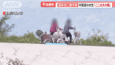 中国大爷大妈组团到日本非法种菜，有人用20年将国有河道种成“开心农场”…（组图） - 13