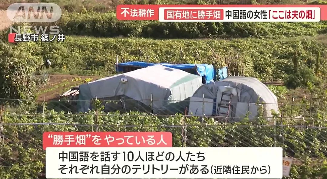 中国大爷大妈组团到日本非法种菜，有人用20年将国有河道种成“开心农场”…（组图） - 14