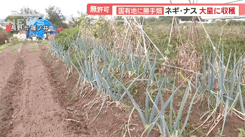 中国大爷大妈组团到日本非法种菜，有人用20年将国有河道种成“开心农场”…（组图） - 7