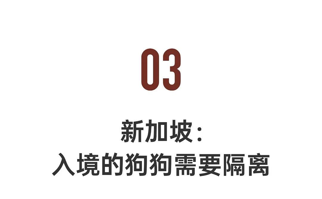 4位华人亲述海外养狗真相，每一条都震撼（组图） - 15