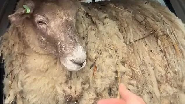 “英国最孤独的羊“困陡峭悬崖2年后终被救，动保组织却出来抗议？（组图） - 3