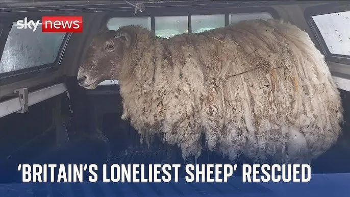 “英国最孤独的羊“困陡峭悬崖2年后终被救，动保组织却出来抗议？（组图） - 10