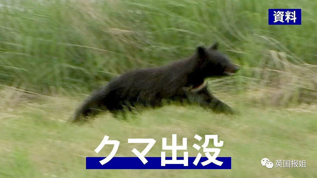 日本全国爆黑熊危机？彪形大熊撞火车还与路人肉搏，警察束手无策被团灭？（组图） - 11