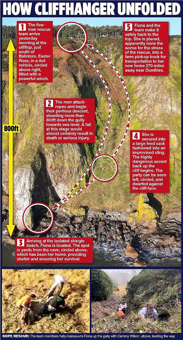 “英国最孤独的羊“困陡峭悬崖2年后终被救，动保组织却出来抗议？（组图） - 6