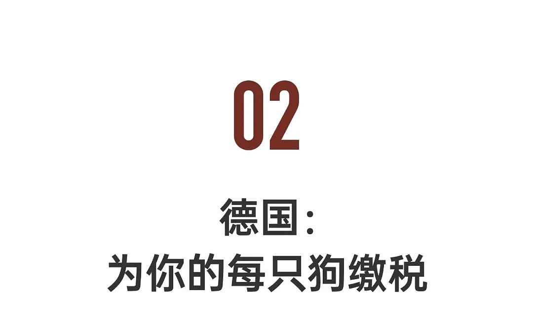 4位华人亲述海外养狗真相，每一条都震撼（组图） - 9