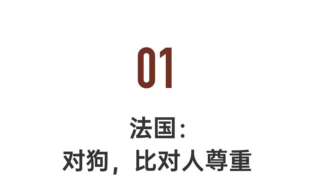 4位华人亲述海外养狗真相，每一条都震撼（组图） - 2