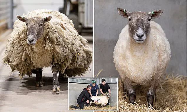 “英国最孤独的羊“困陡峭悬崖2年后终被救，动保组织却出来抗议？（组图） - 15