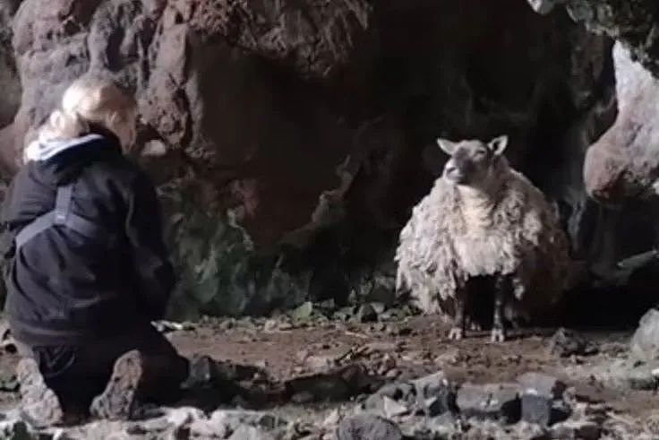 “英国最孤独的羊“困陡峭悬崖2年后终被救，动保组织却出来抗议？（组图） - 1