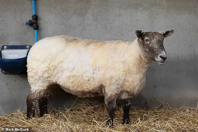 “英国最孤独的羊“困陡峭悬崖2年后终被救，动保组织却出来抗议？（组图） - 13