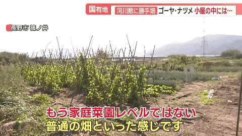 中国大爷大妈组团到日本非法种菜，有人用20年将国有河道种成“开心农场”…（组图） - 6