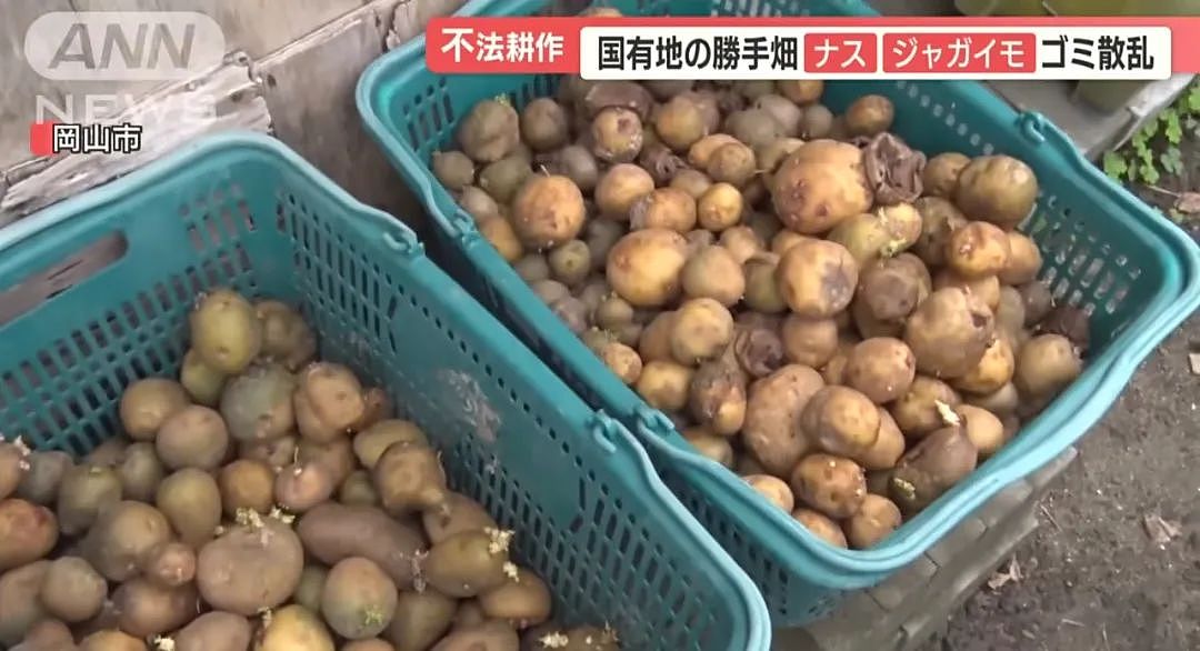 中国大爷大妈组团到日本非法种菜，有人用20年将国有河道种成“开心农场”…（组图） - 24