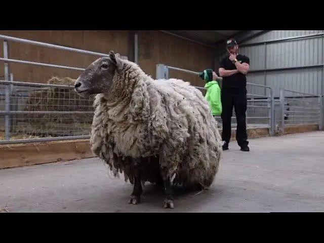 “英国最孤独的羊“困陡峭悬崖2年后终被救，动保组织却出来抗议？（组图） - 8