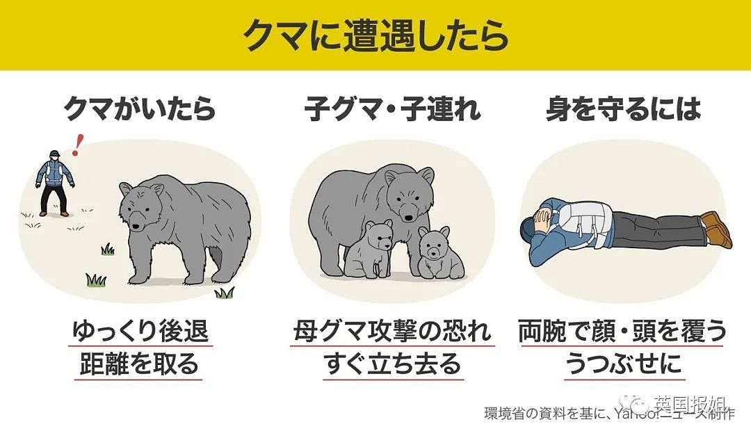 日本全国爆黑熊危机？彪形大熊撞火车还与路人肉搏，警察束手无策被团灭？（组图） - 3